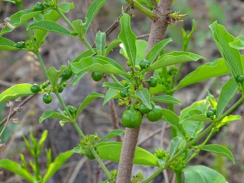 Fadogia erythrophloea