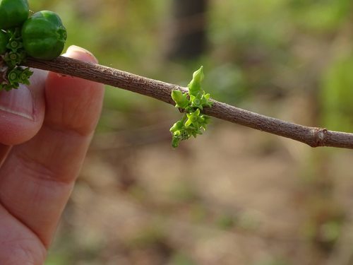 Fadogia erythrophloea — photo