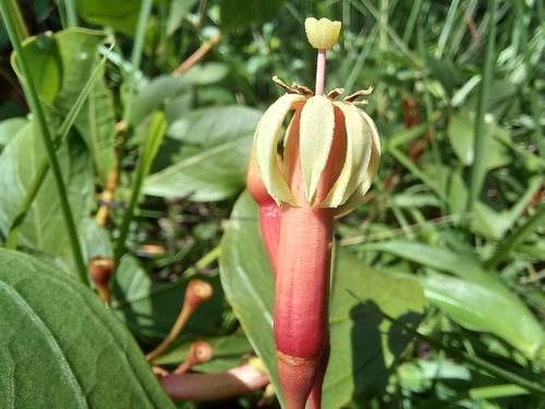 Fadogia fuchsioides — photo