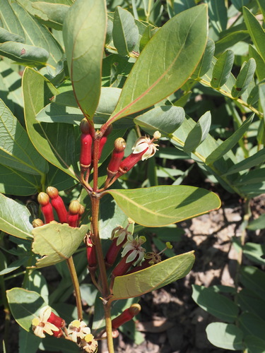 Fadogia fuchsioides