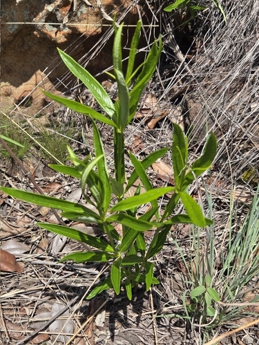 Fadogia homblei (Wild date) — photo