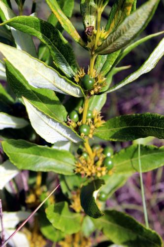 Fadogia homblei