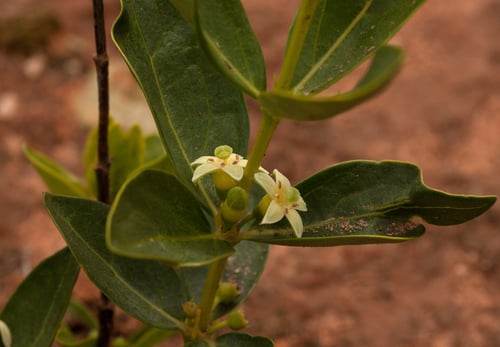 Fadogia stenophylla — photo