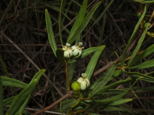Fadogia stenophylla