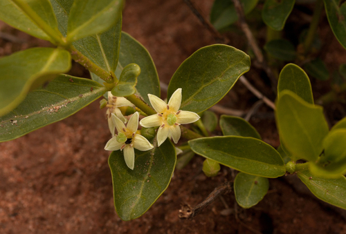 Fadogia stenophylla — photo