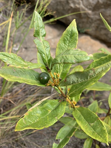 Fadogia tetraquetra
