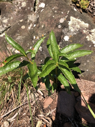 Fadogia tetraquetra var. grandiflora