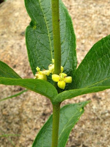 Fadogia tetraquetra var. grandiflora — photo