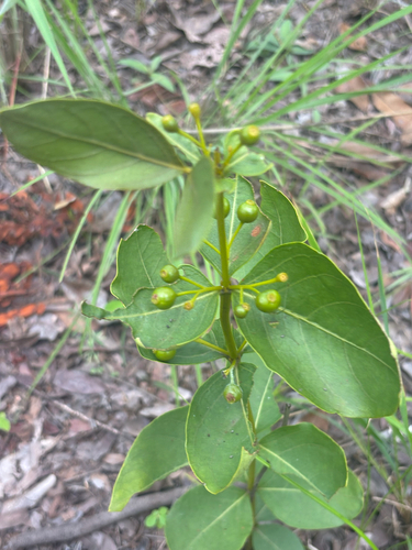 Fadogia triphylla var. giorgii — photo