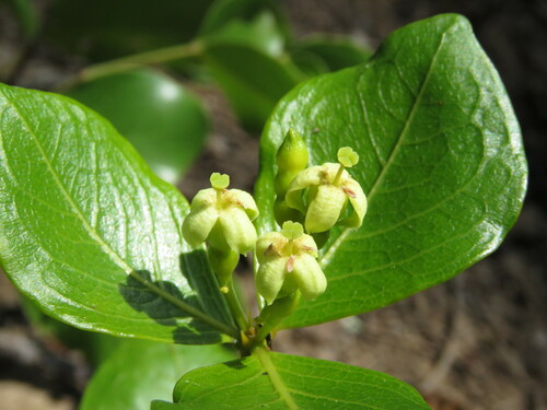 Fadogia triphylla var. giorgii — photo