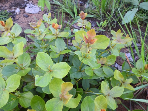 Fadogia triphylla var. giorgii