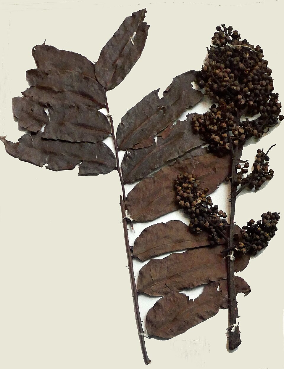 Fagara inaequalis — photo