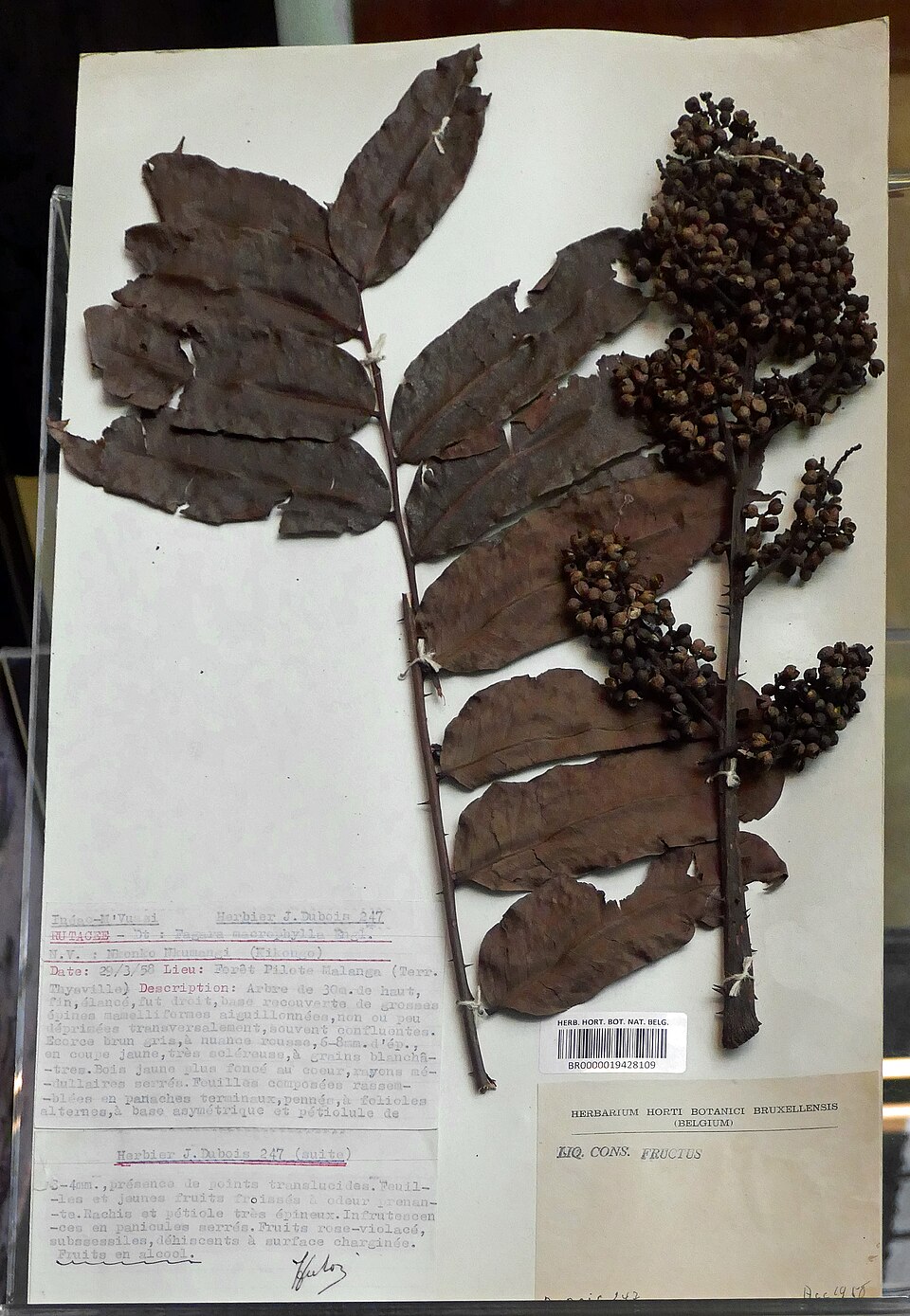 Fagara inaequalis