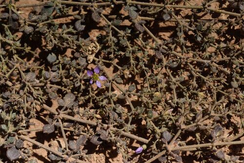Fagonia glutinosa — photo