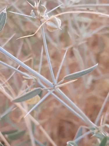 Fagonia indica — photo