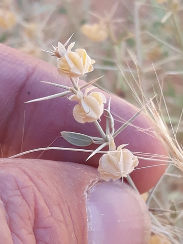 Fagonia indica