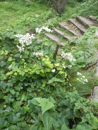 Fagopyrum acutatum — photo