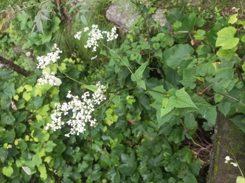 Fagopyrum acutatum