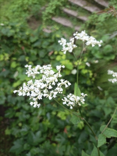 Fagopyrum dibotrys (Perennial buckwheat) — photo