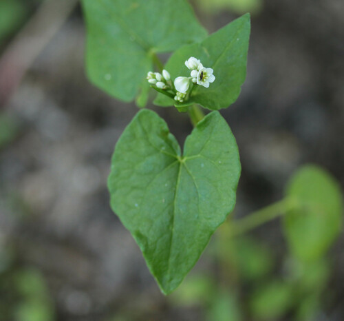 Fagopyrum esculentum (Buckwheat) — photo