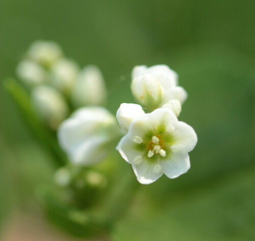 Fagopyrum esculentum (Buckwheat) — photo