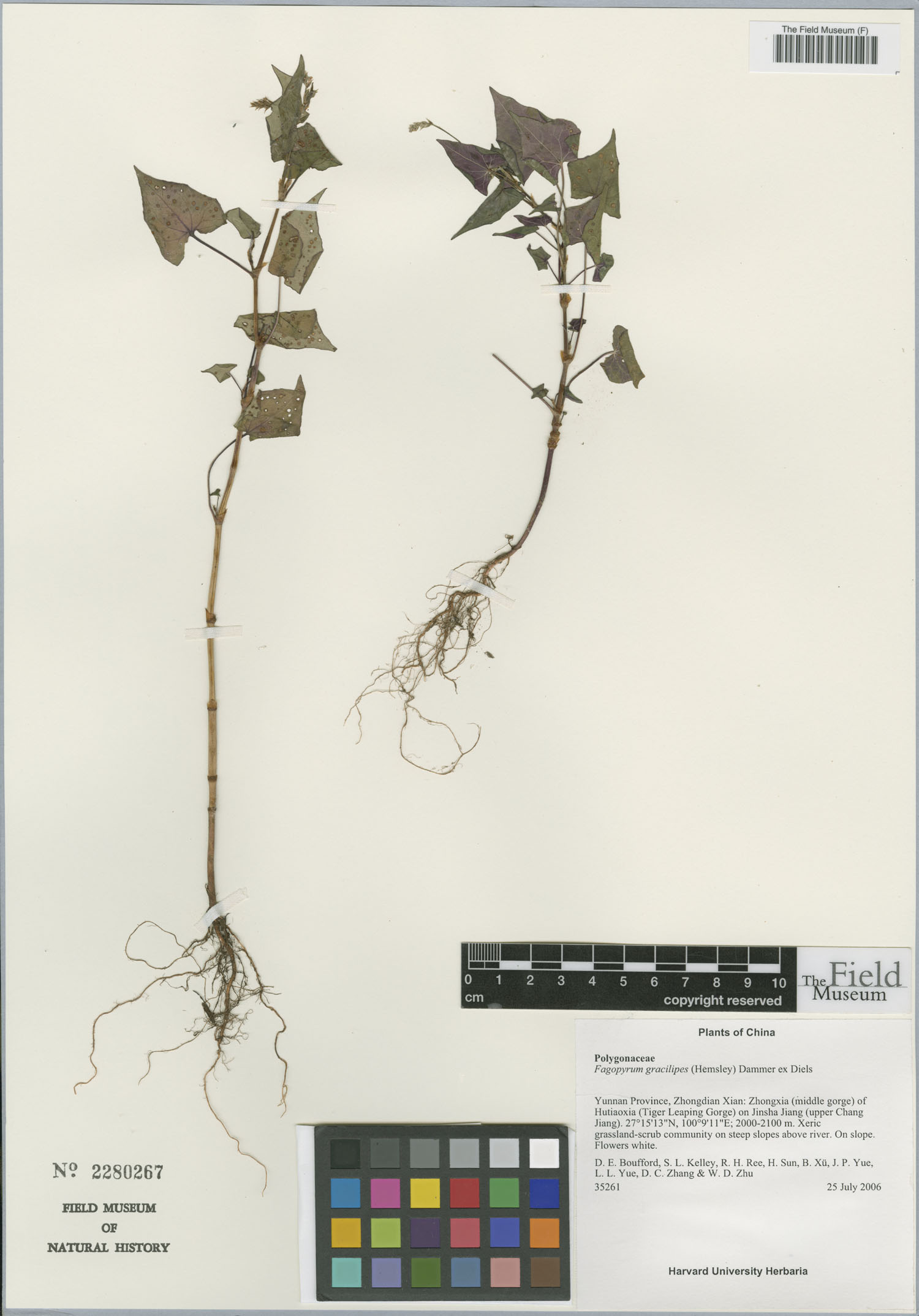 Fagopyrum gracilipes — photo