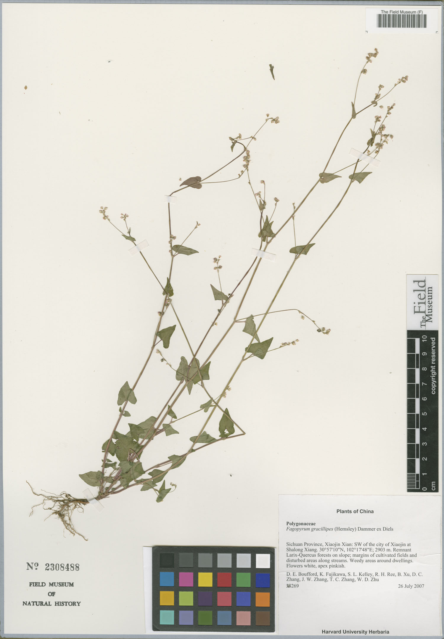 Fagopyrum gracilipes — photo