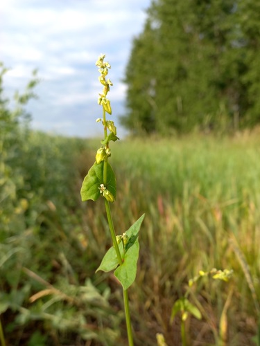 Fagopyrum tataricum (Tartary buckwheat) — photo