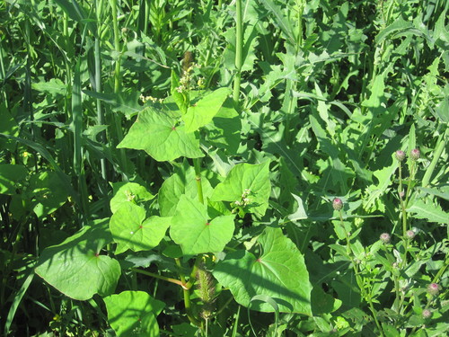 Fagopyrum tataricum