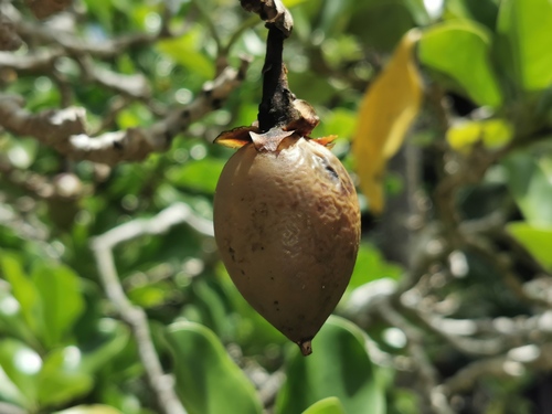 Fagraea ceilanica — photo
