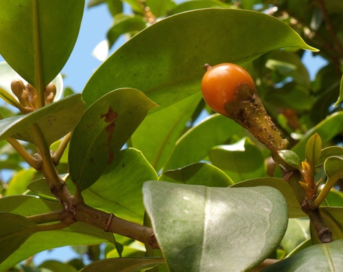 Fagraea ceilanica