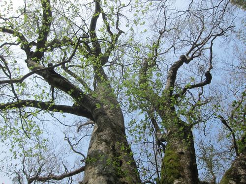 Fagus crenata (Japanese beech) — photo
