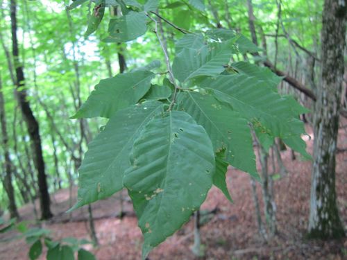 Fagus crenata