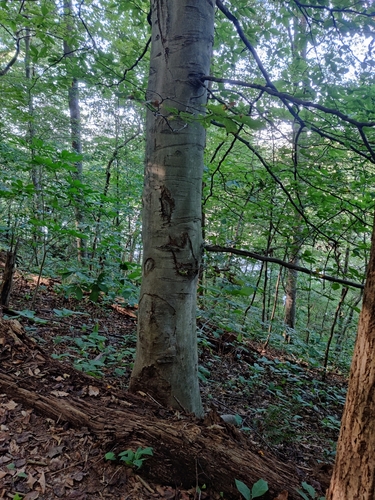 Fagus grandifolia (American beech) — photo
