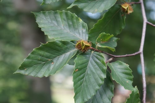 Fagus grandifolia