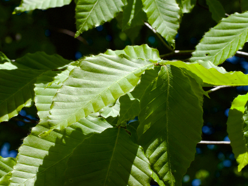 Fagus japonica (Japanese beech) — photo