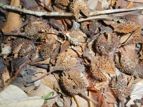 Fagus longipetiolata (Cu cuong dai) — photo