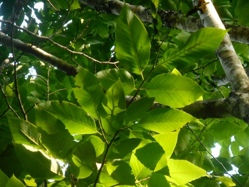 Fagus longipetiolata (Cu cuong dai) — photo
