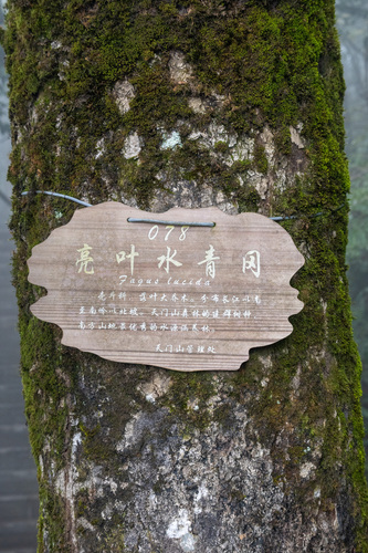 Fagus lucida (Guang ye shui qing gang) — photo