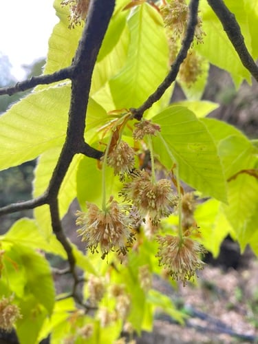 Fagus lucida