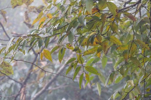 Fagus lucida (Guang ye shui qing gang) — photo