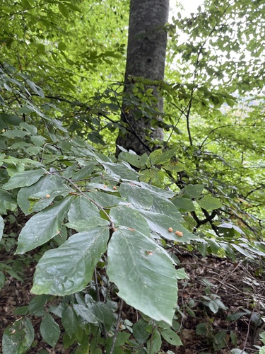 Fagus orientalis (Oriental beech) — photo