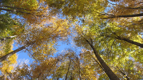 Fagus orientalis