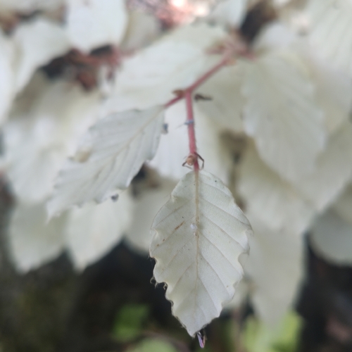 Fagus sylvatica (Beech) — photo
