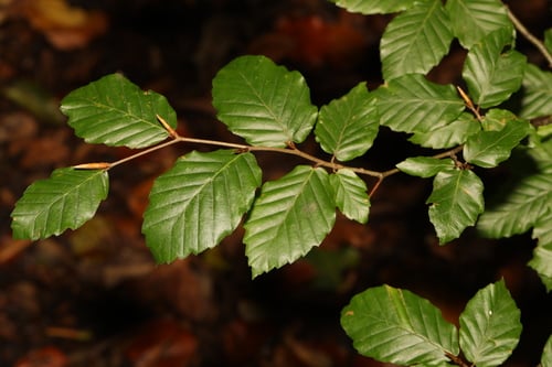 Fagus sylvatica