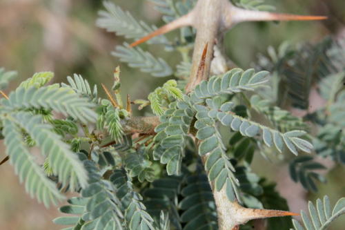 Faidherbia albida (White-thorn) — photo