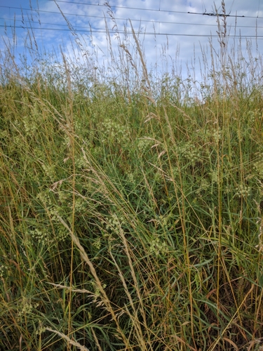 Falcaria vulgaris (Longleaf) — photo