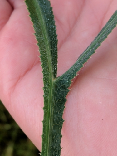 Falcaria vulgaris (Longleaf) — photo