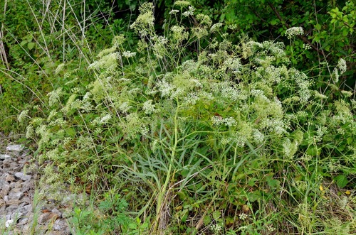 Falcaria vulgaris