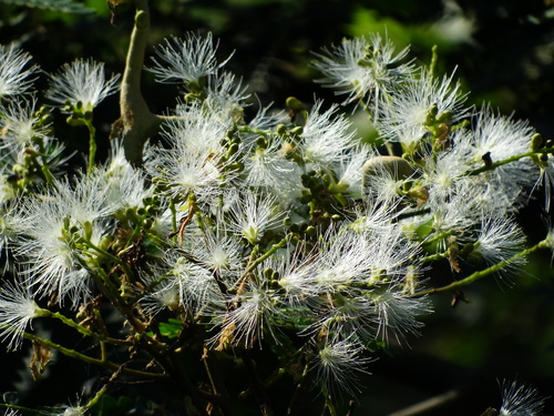Falcataria falcata